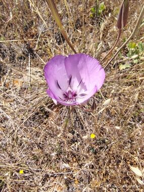 Pink Wildflower Photo Print